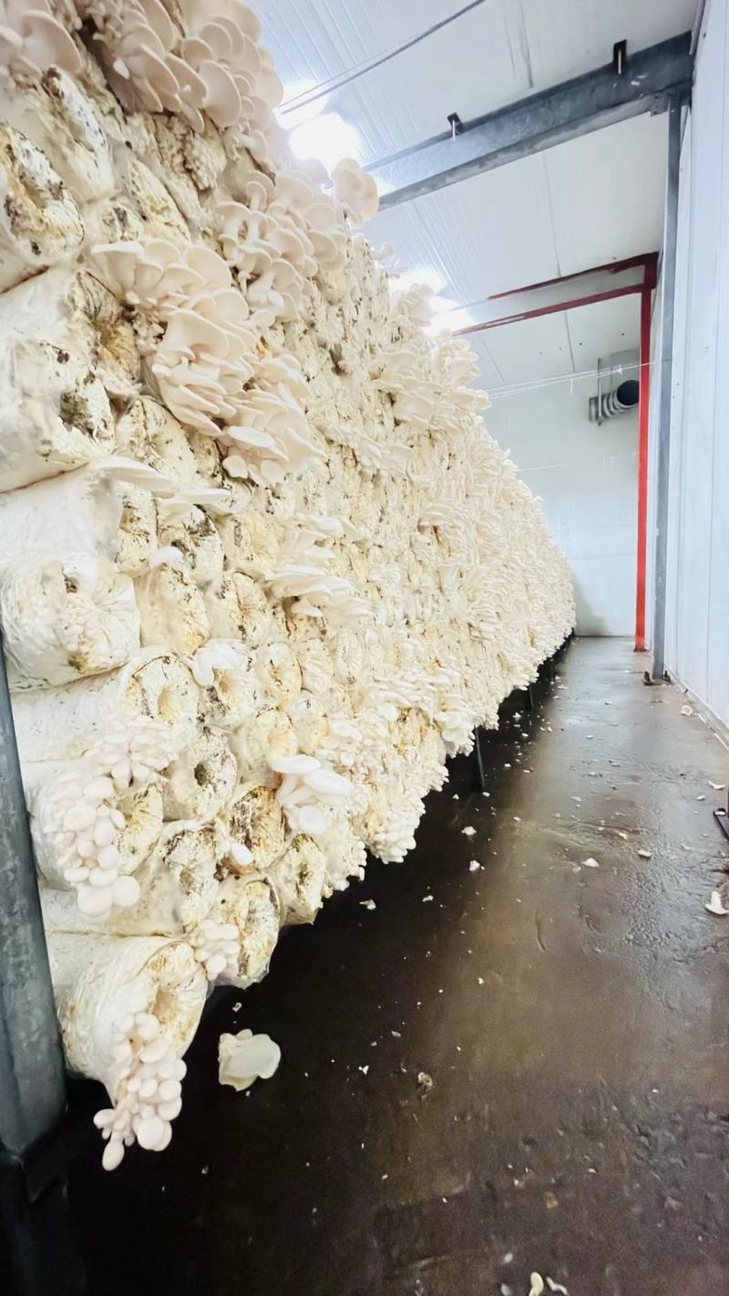 白平菇菌包，出口级白平菇菌棒，可办理出口手续