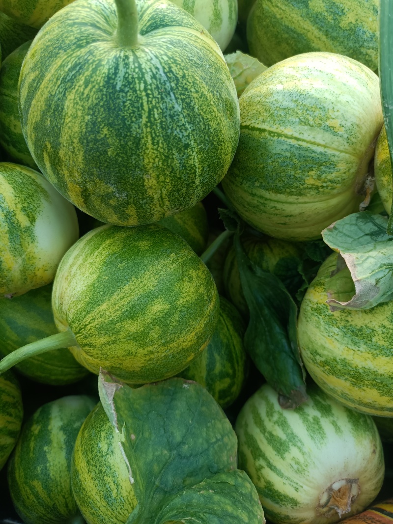 天香二号又脆又甜花皮白肉一个再一斤左右致电有优惠品质好