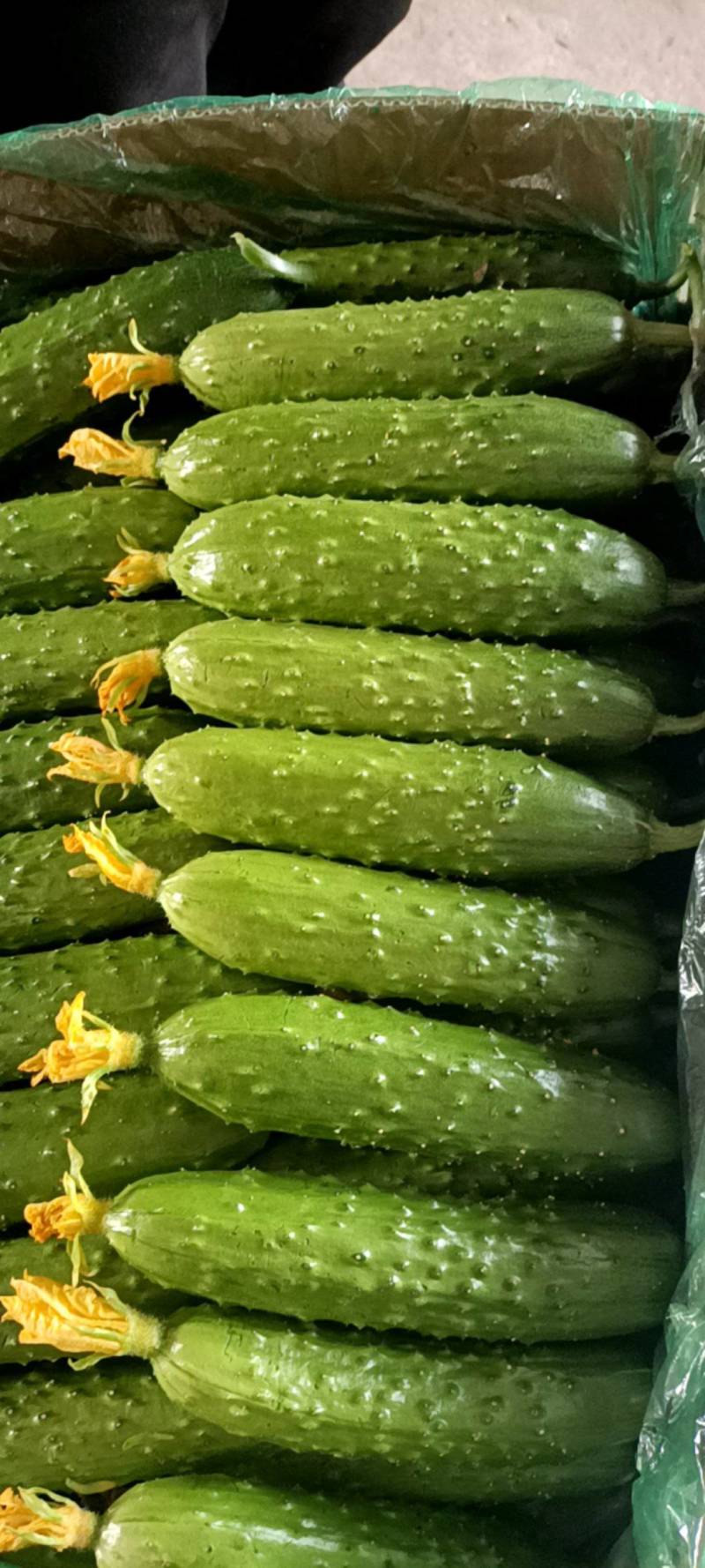 马芳营旱黄瓜
