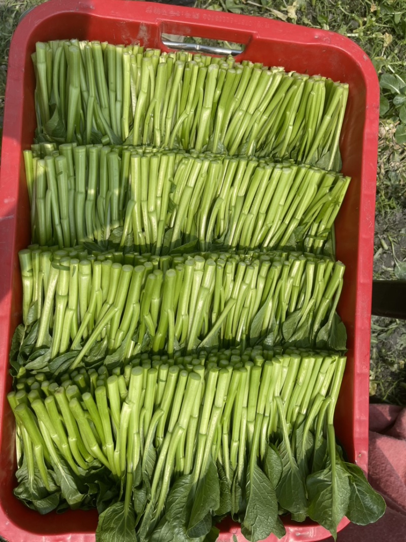 精品菜心，自产自销，产地现采现发