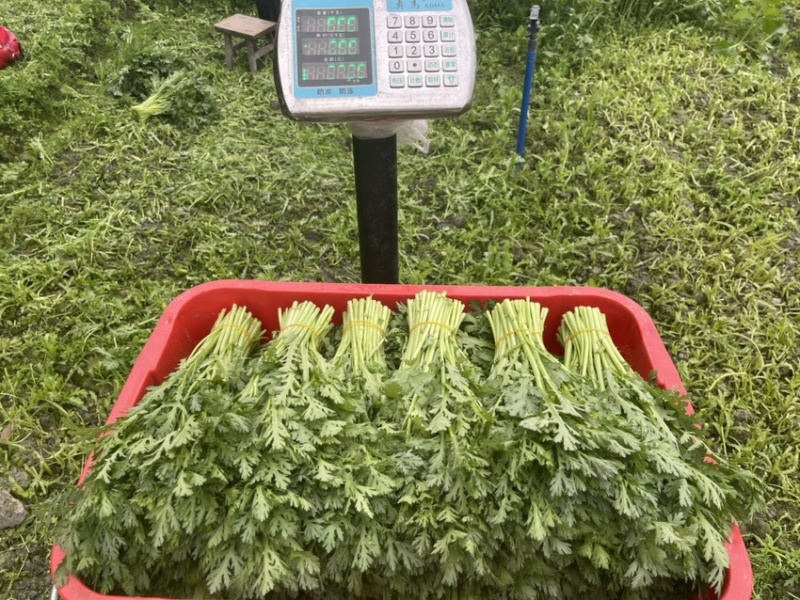 精品茼蒿，自产自销，产地现采，欢饮咨询
