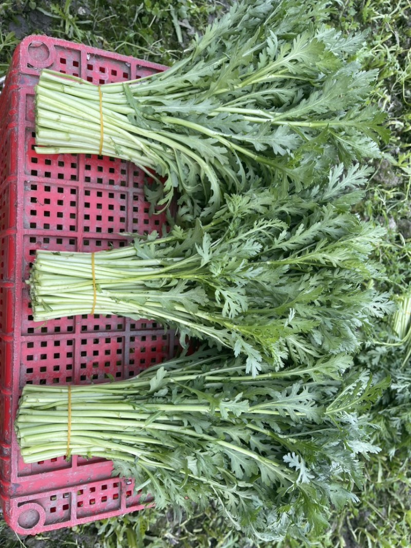 精品茼蒿，自产自销，产地现采，欢饮咨询