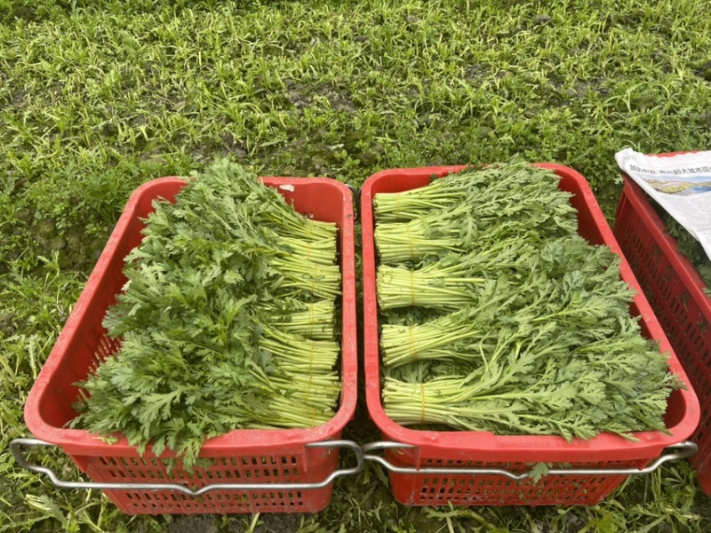 精品茼蒿，自产自销，产地现采，欢饮咨询