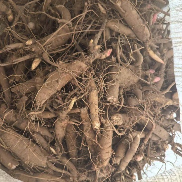 精品三年赤芍苗，抗寒高成活率，基地直发，现货现货