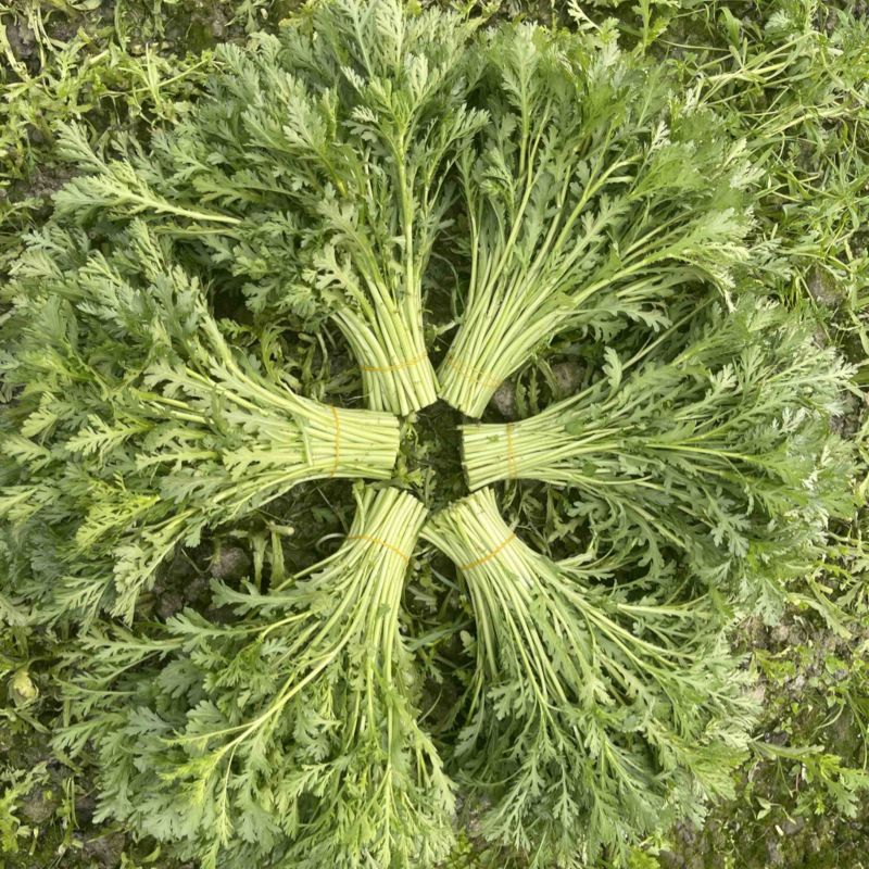 精品茼蒿，自产自销，产地现采，欢饮咨询