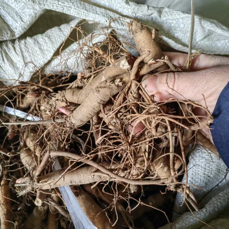 精品三年赤芍苗，抗寒高成活率，基地直发，现货现货