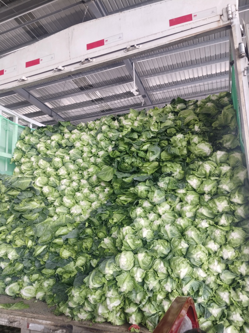 牛心甘蓝牛心包菜大量上市了欢迎各位新老客户老板前来选购