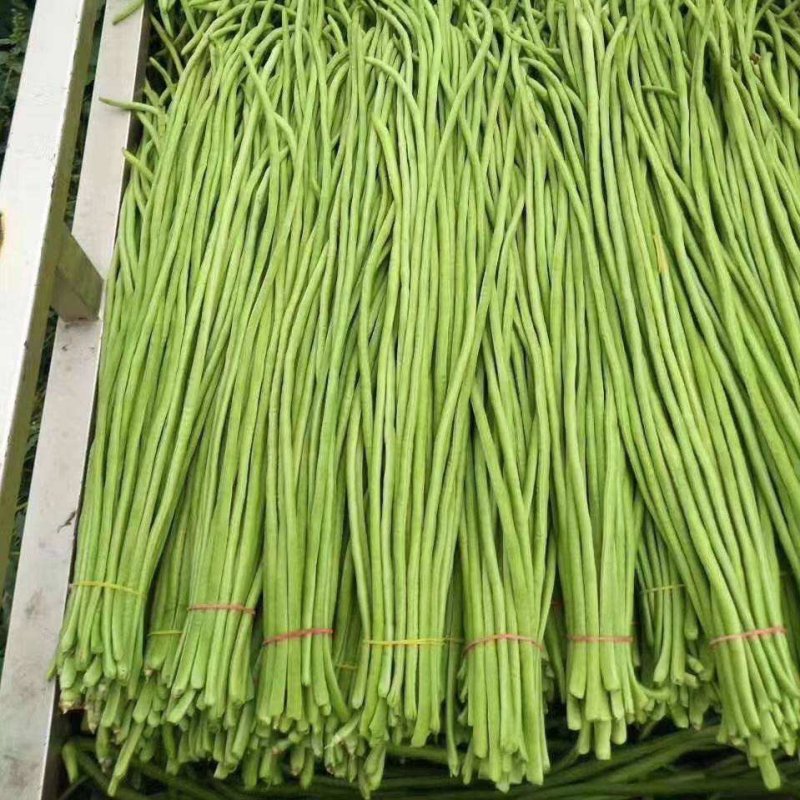 青条豆角埇桥区长豇豆货源稳定代收代发全国市场