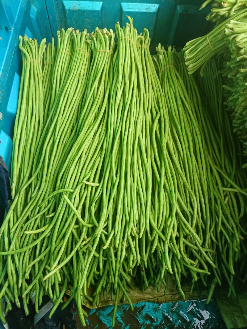 豇豆青条长豆角承接商超电商加工厂货源稳定一手货源