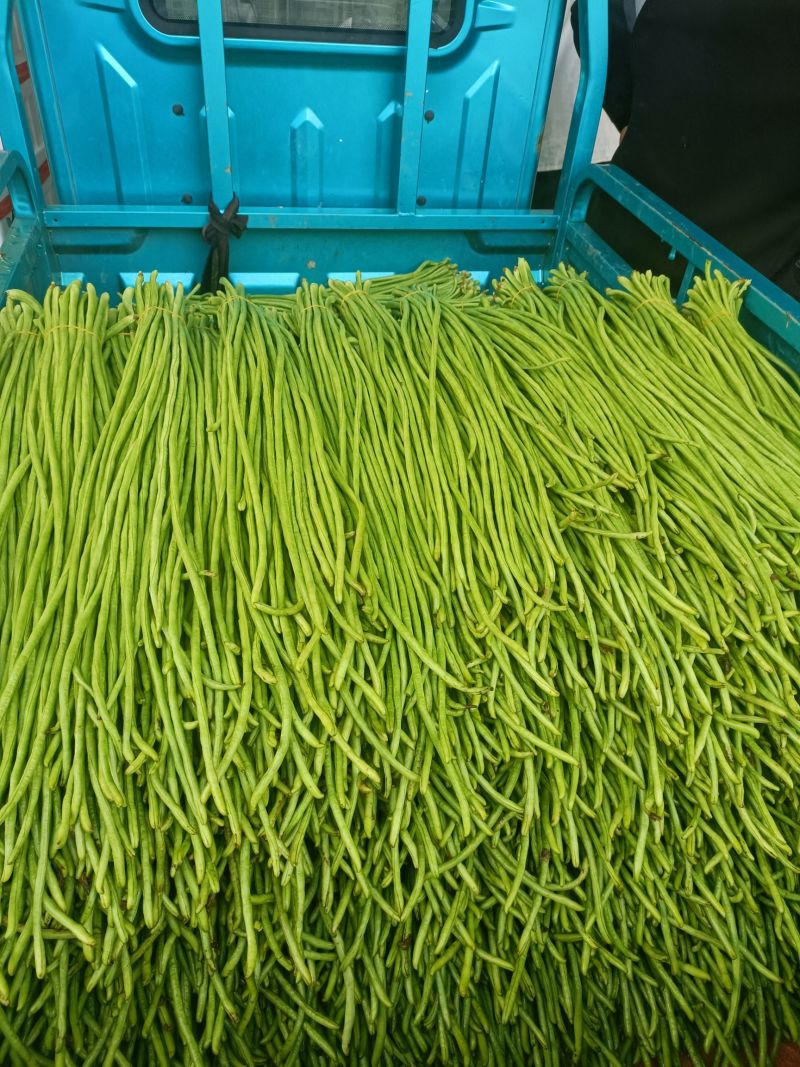 豇豆青条长豆角承接商超电商加工厂货源稳定一手货源