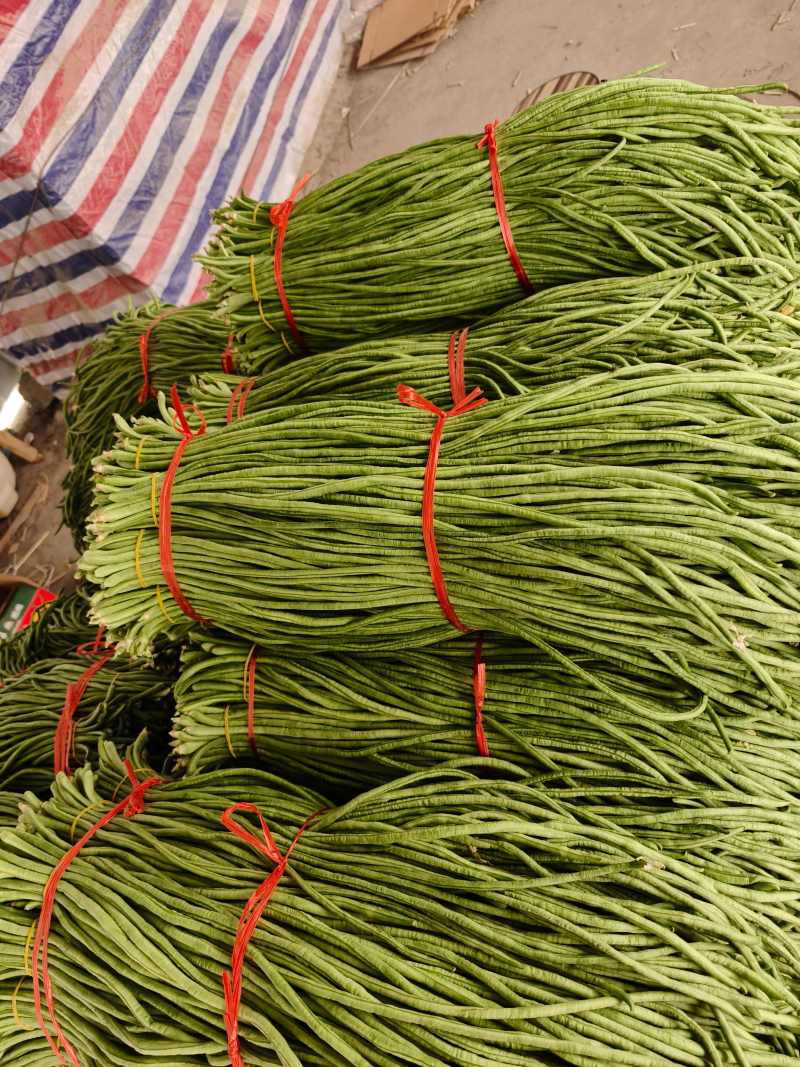 豇豆青条长豆角承接商超电商加工厂货源稳定一手货源