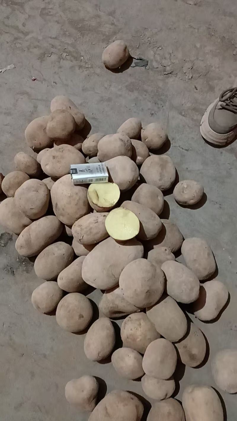 沃土土豆黄心黄皮沙地土豆，大量现货，欢迎采购