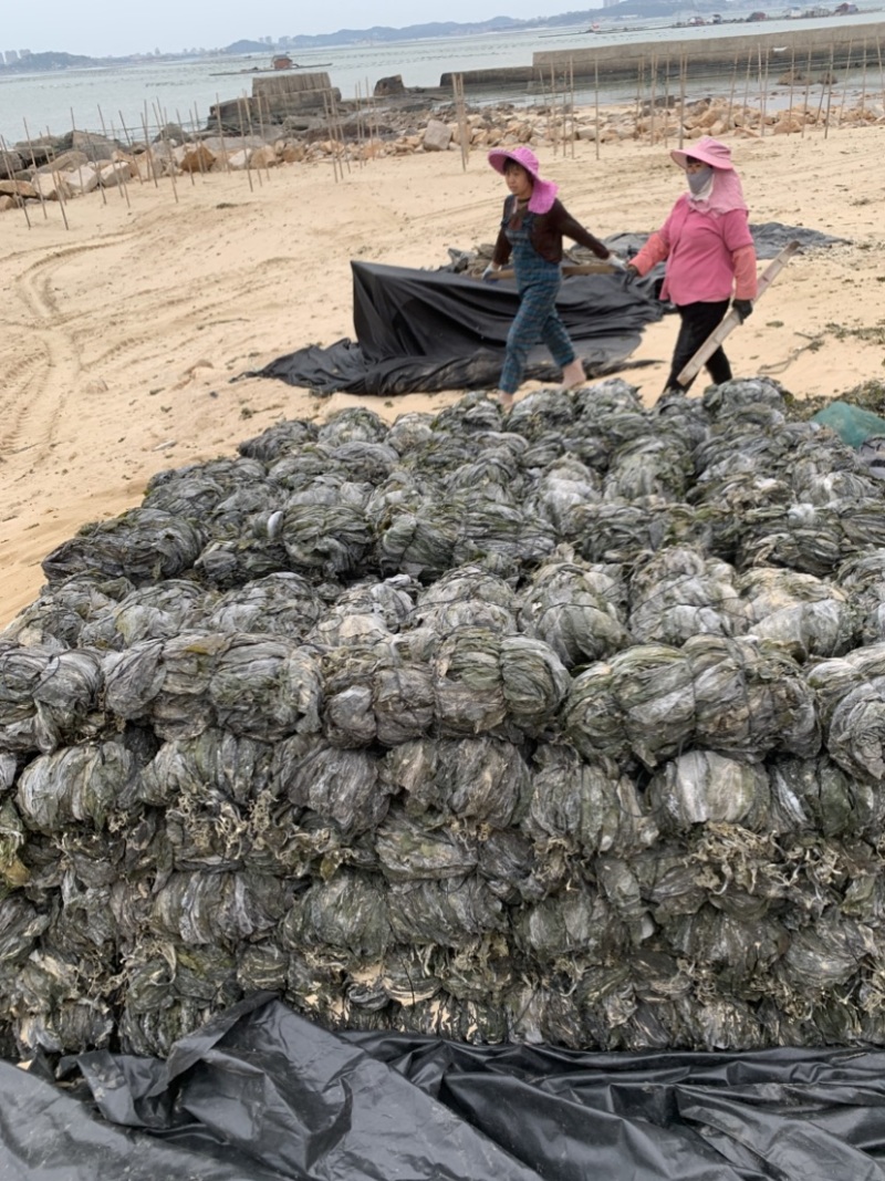 海带挂菜，没有碎碎渣渣精挑细选