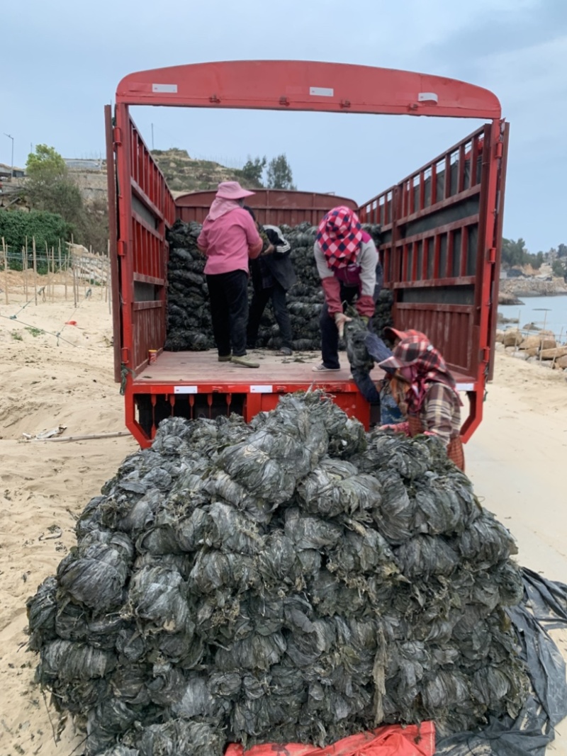 海带挂菜，没有碎碎渣渣精挑细选