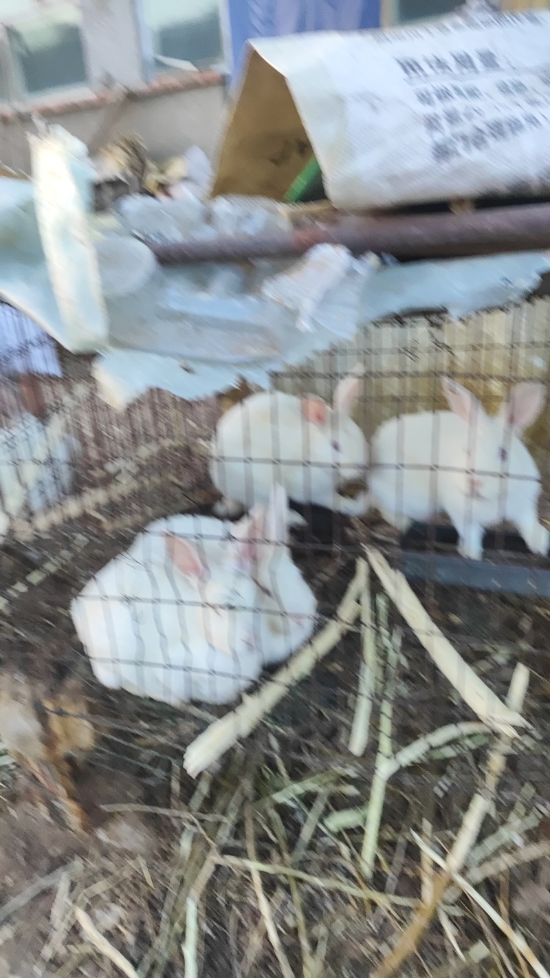 自己家里的大白兔需要联系我