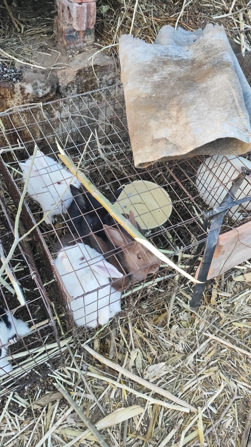 自己家里的大白兔需要联系我