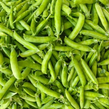 湖北新豌豆大量上市，中豌9号，双11货源充足欢迎联系