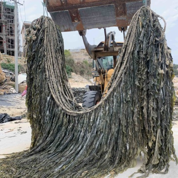 海带挂菜，没有碎碎渣渣精挑细选