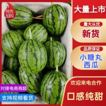 【小糖丸西瓜】山东潍坊品质保证欢迎新老客户来电咨询
