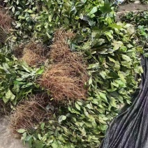 大量供应草珊瑚野生苗