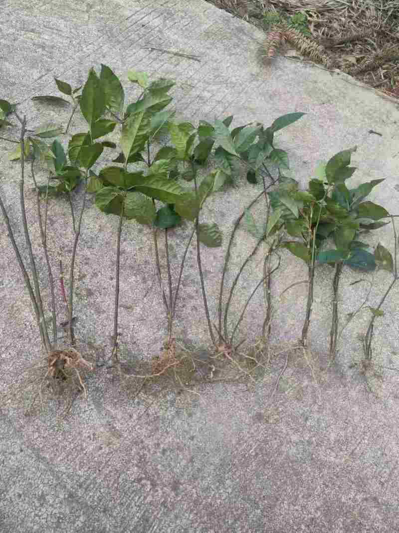 大量供应草珊瑚野生苗
