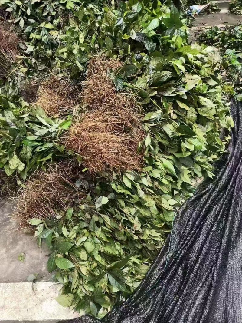 大量供应草珊瑚野生苗