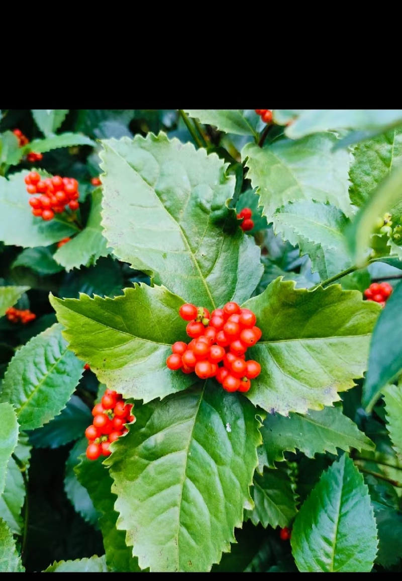 大量供应草珊瑚野生苗