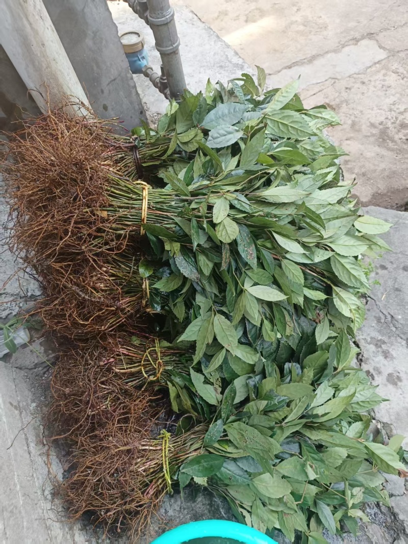 大量供应草珊瑚野生苗