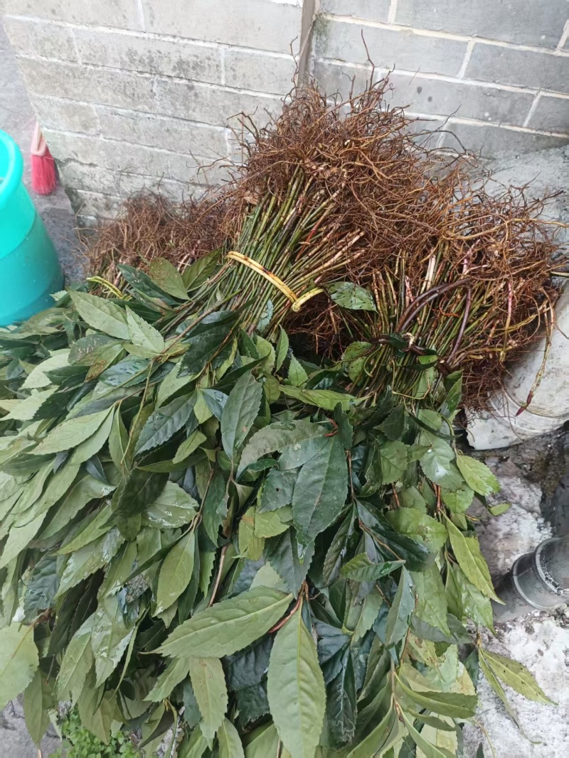 大量供应草珊瑚野生苗