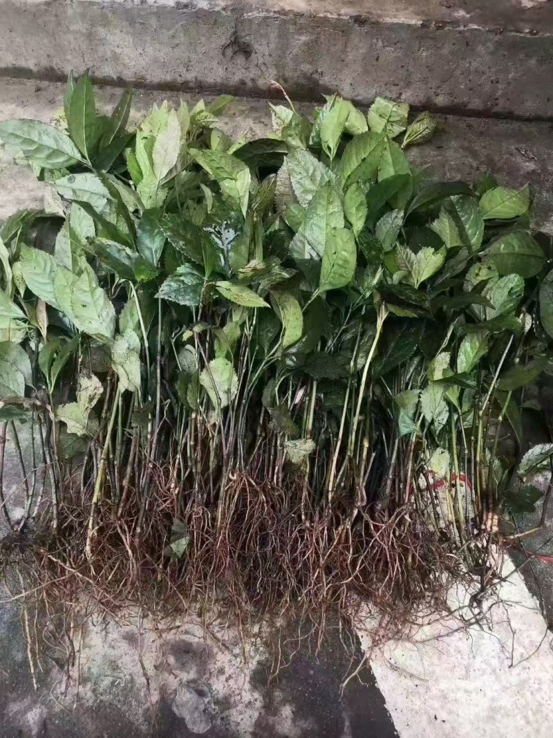 大量供应草珊瑚野生苗