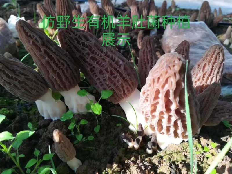 有机羊肚菌基地直销