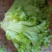 新鲜采摘生菜，脆嫩爽口，健康，