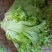 新鲜采摘生菜，脆嫩爽口，健康，