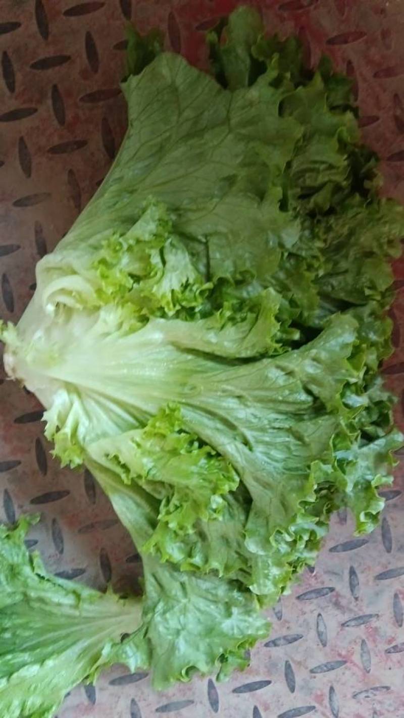 新鲜采摘生菜，脆嫩爽口，健康，