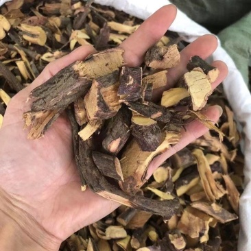 野生铁包金根纯根中药材老鼠耳乌龙根黄鳝藤中药材
