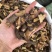 野生铁包金根纯根中药材老鼠耳乌龙根黄鳝藤中药材