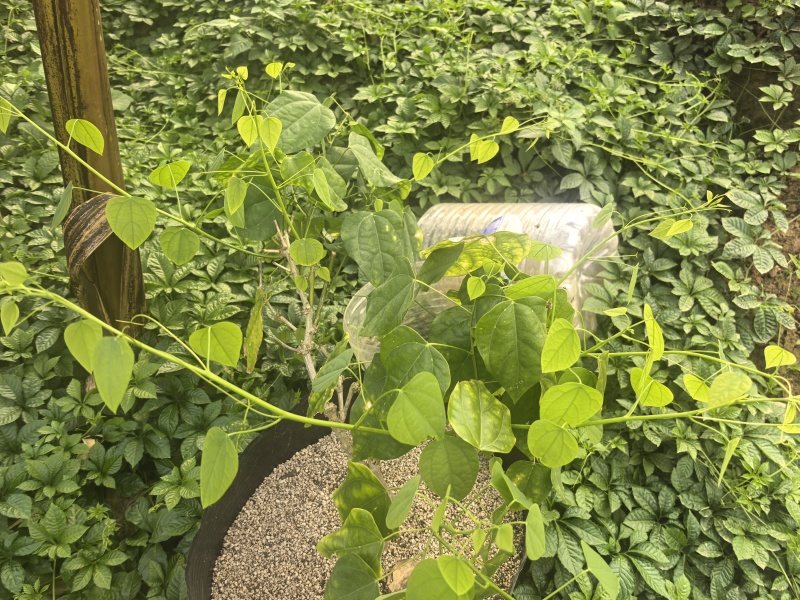 赤苍藤嫩芽、也叫（姑娘莱）