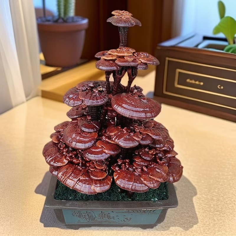【牛商优选】活体嫁接灵芝盆景冠县灵芝盆栽厂家