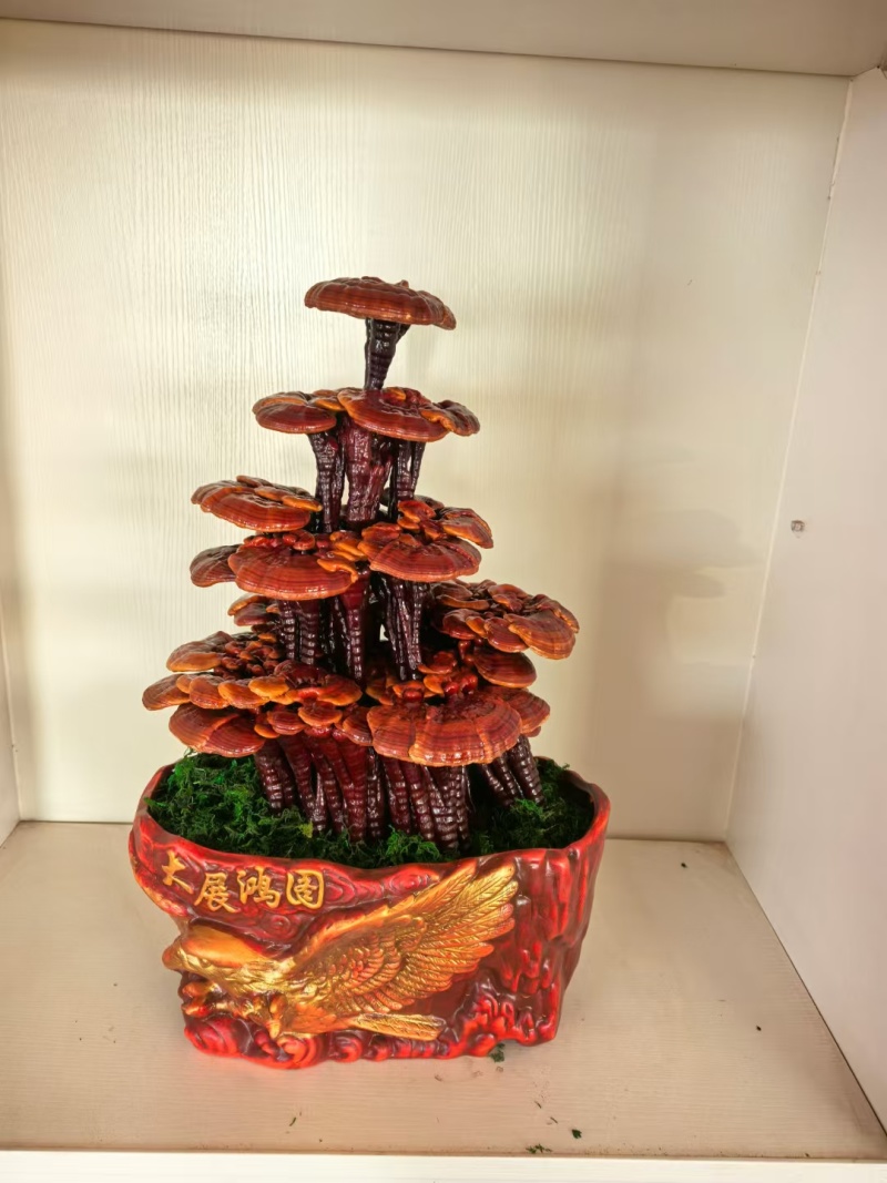 【牛商优选】活体嫁接灵芝盆景冠县灵芝盆栽厂家