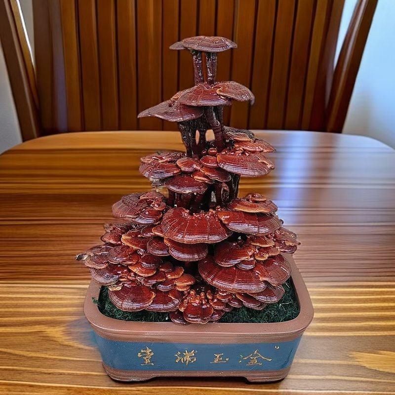 【牛商优选】活体嫁接灵芝盆景冠县灵芝盆栽厂家