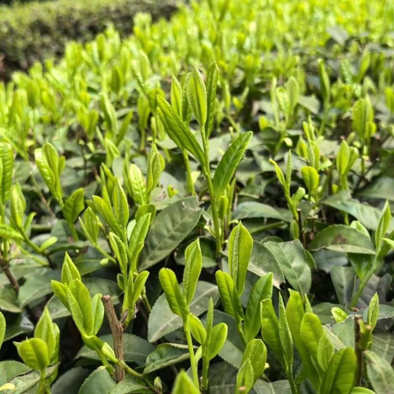 手工制作，绿茶