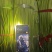 红帽蒜薹开封早熟蒜薹承接商超电商代收代发代加工代存
