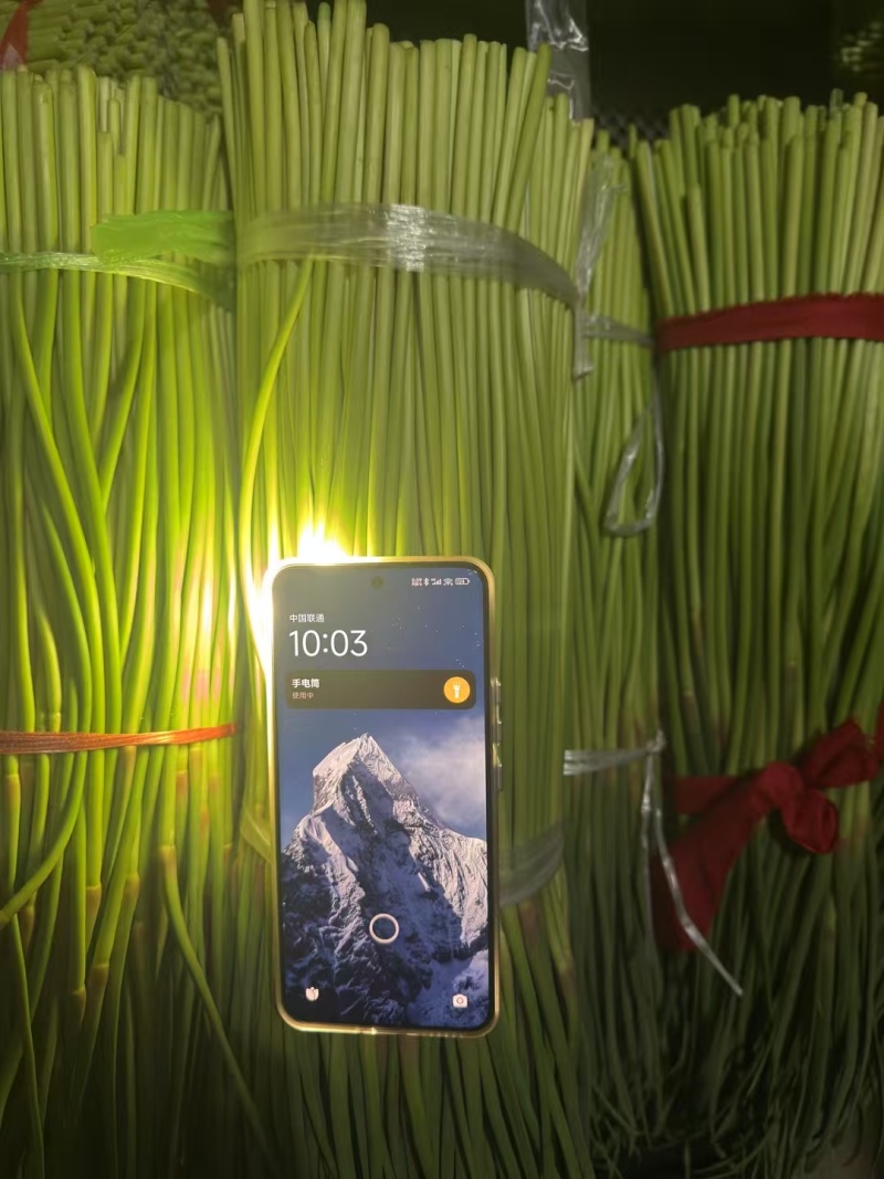 红帽蒜薹开封早熟蒜薹承接商超电商代收代发代加工代存