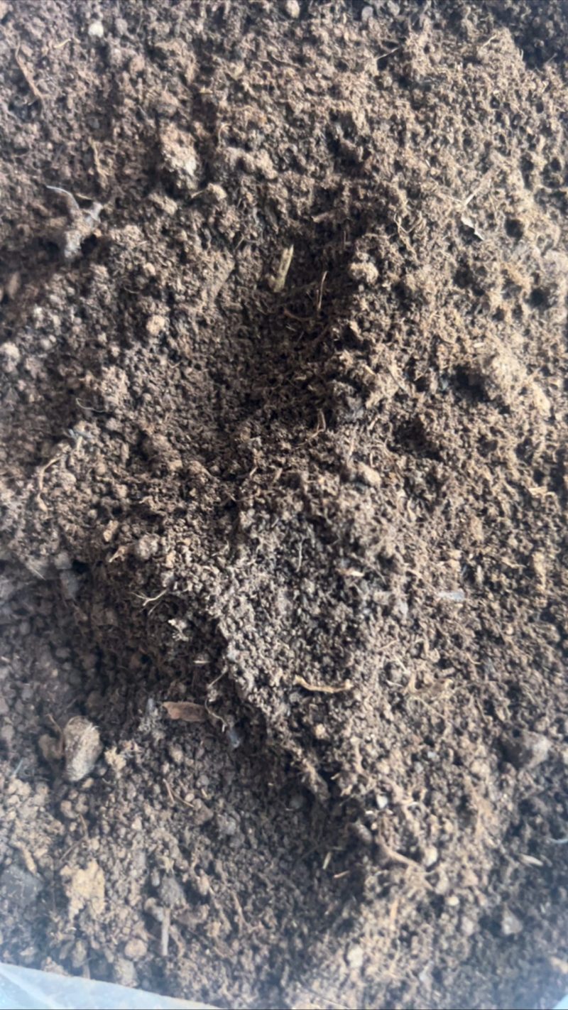俄罗斯进口草碳土