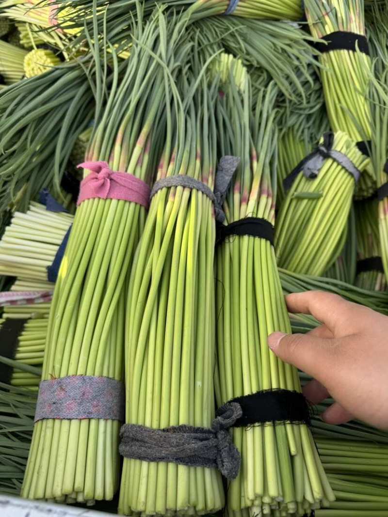 红帽蒜薹开封早熟蒜薹承接商超电商代收代发代加工代存