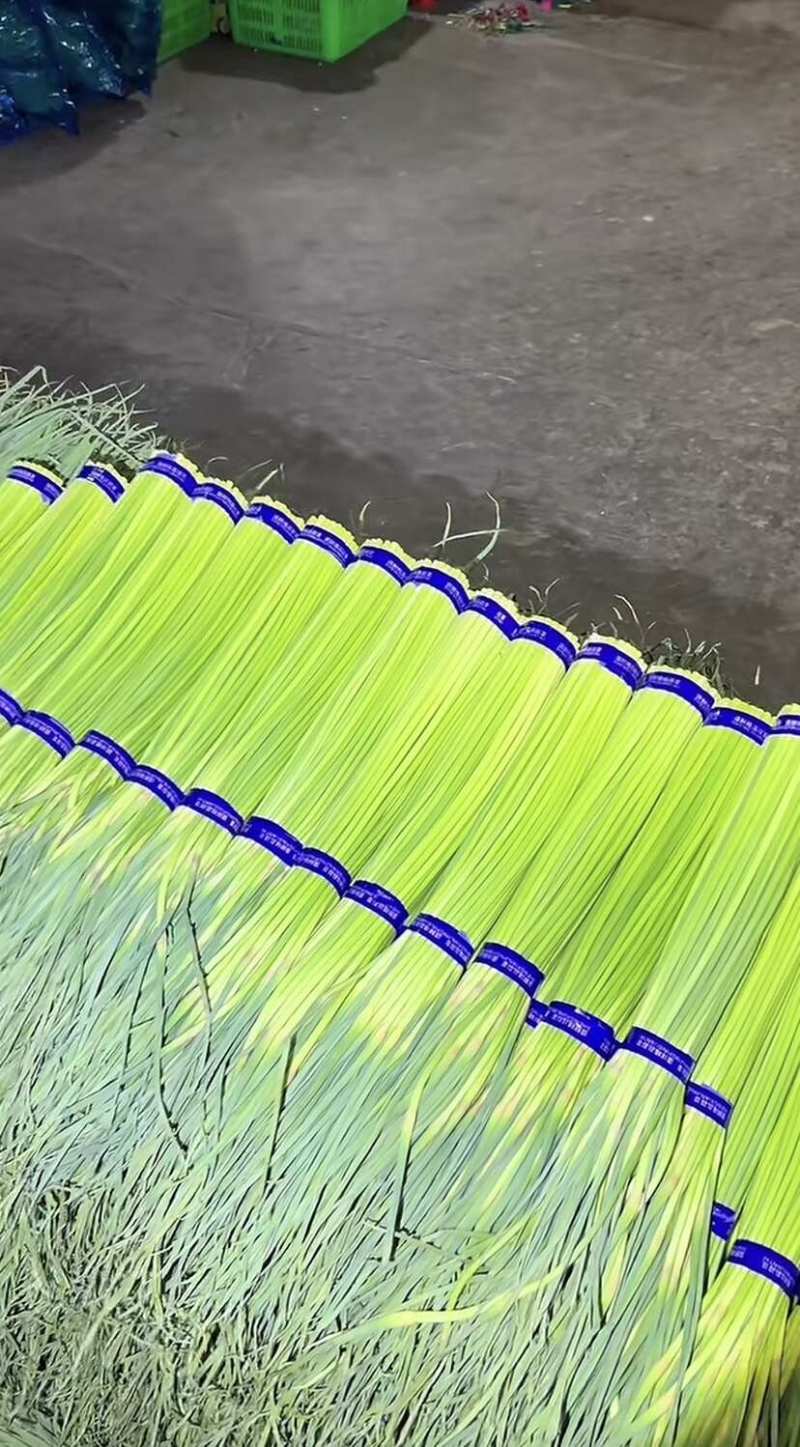 红帽蒜薹开封早熟蒜薹承接商超电商代收代发代加工代存