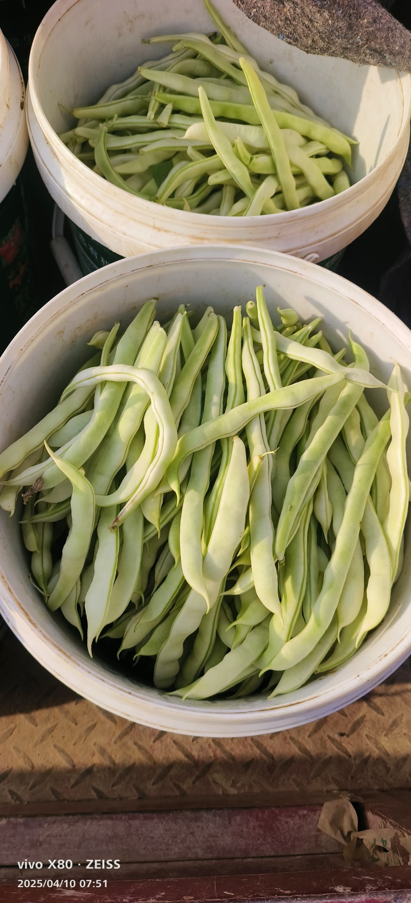 白不老豆角大量供应，质量非常好，要的老板联系