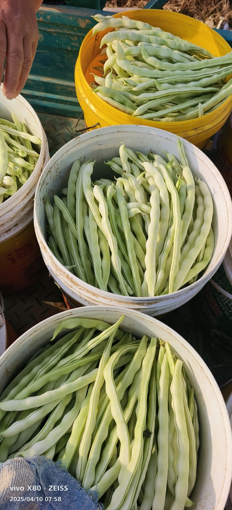 白不老豆角大量供应，质量非常好，要的老板联系