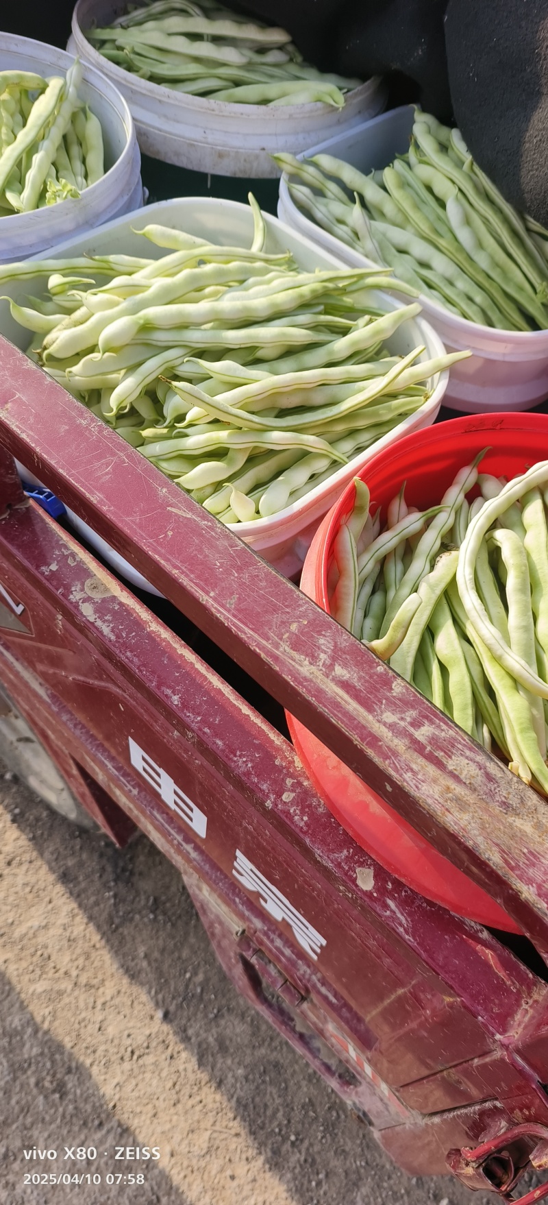 白不老豆角大量供应，质量非常好，要的老板联系