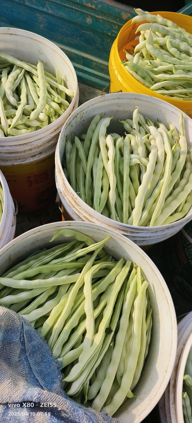 白不老豆角大量供应，质量非常好，要的老板联系